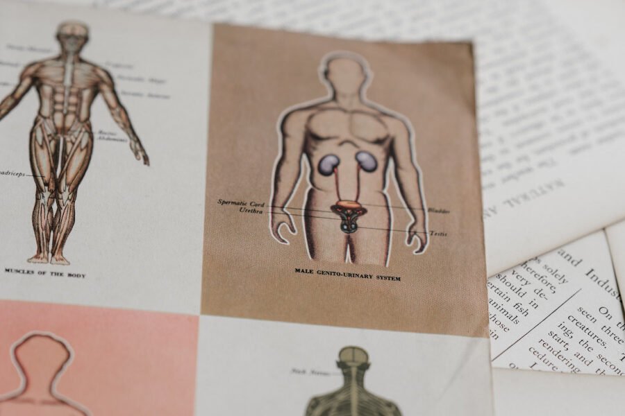 header-anatomia